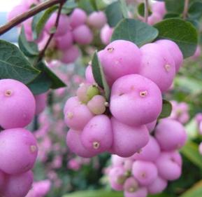 Proud Berry Coralberry has bubble like pink berries in autumn