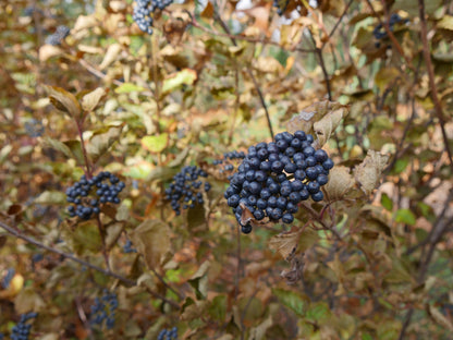 Blue berries in late autumn on All That Glitters viburnum