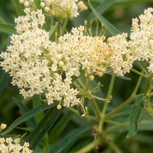 Ice Ballet Swamp Milkweed has clusters of bright white flowers