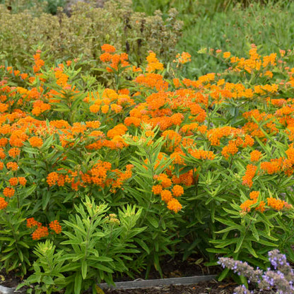 Orange Milkweed has orange blooms that attract many varieties of butterflies