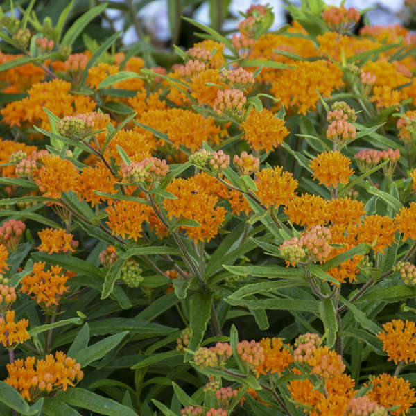 Orange Milkweed has bright orange blooms