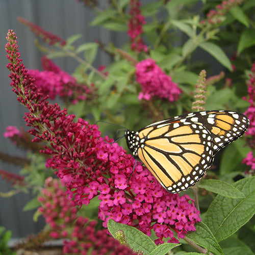 Miss Molly' Butterfly Bush | ButterflyBushes.com