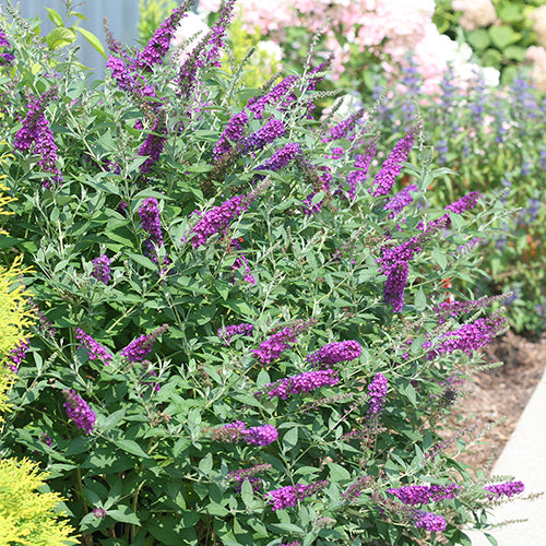 Buddleia Miss Violet has bright purple flower spikes