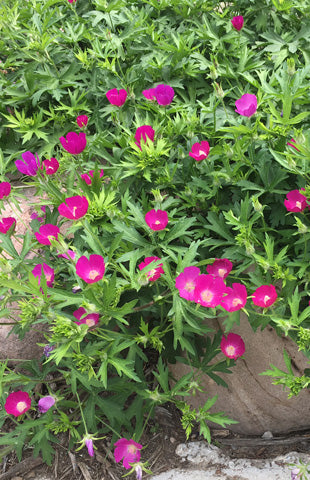 Cranesbill blooming in late spring.