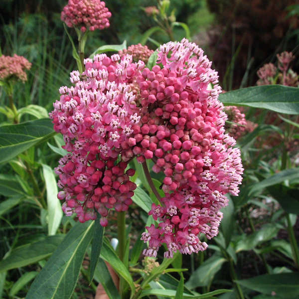 Cinderella Swamp Milkweed is essential for monarch butterflies