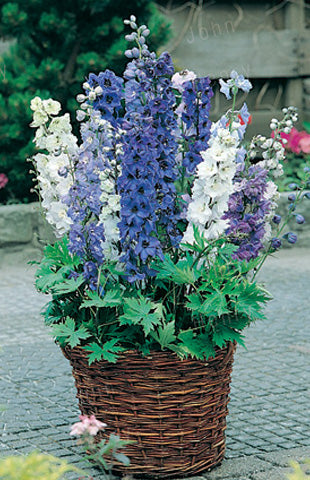 can you plant delphinium in pots Magic Fountains' Delphinium Plants For Sale – ButterflyBushes.com