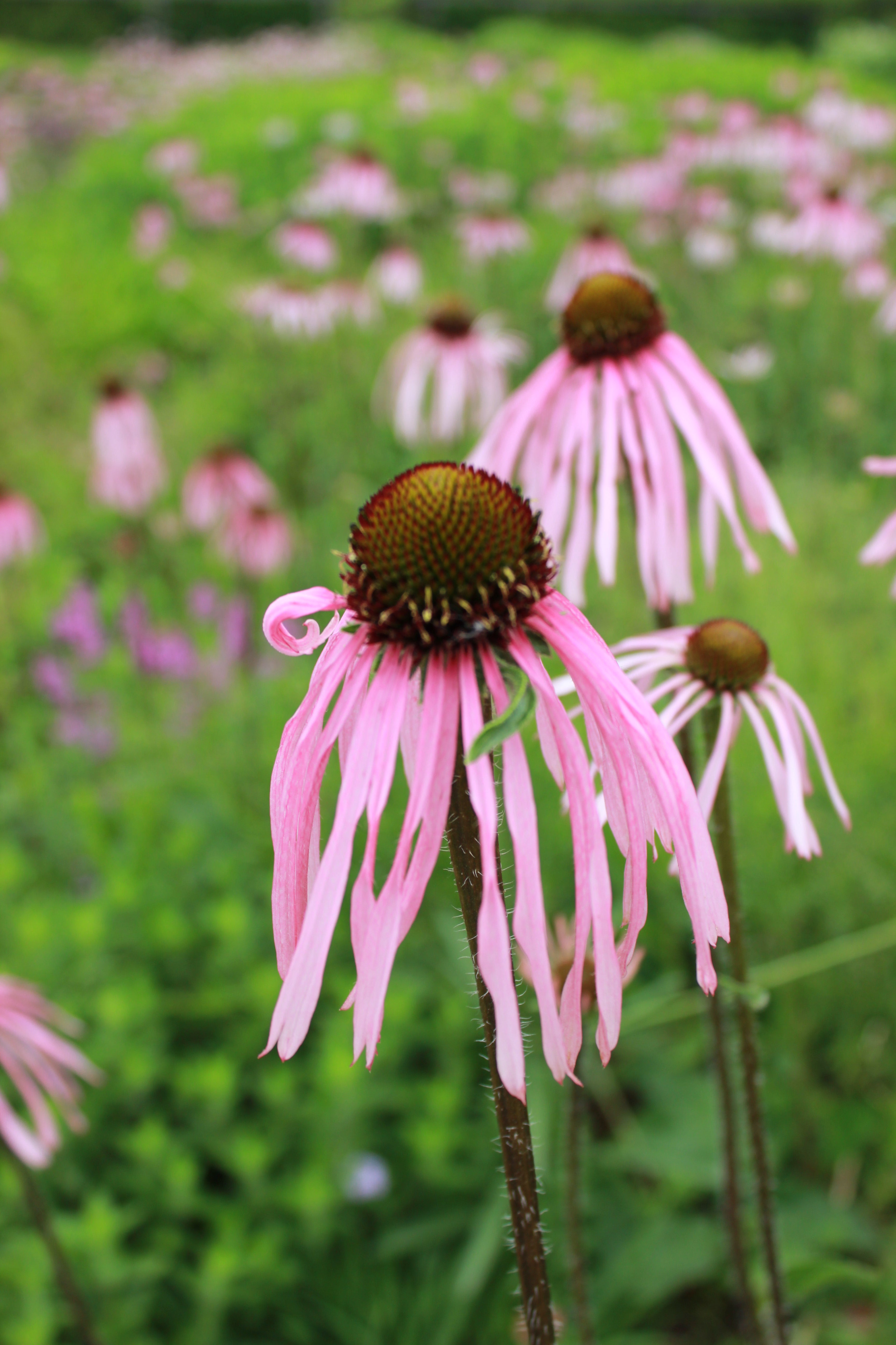 Echinacea pallida has pale purple flowers