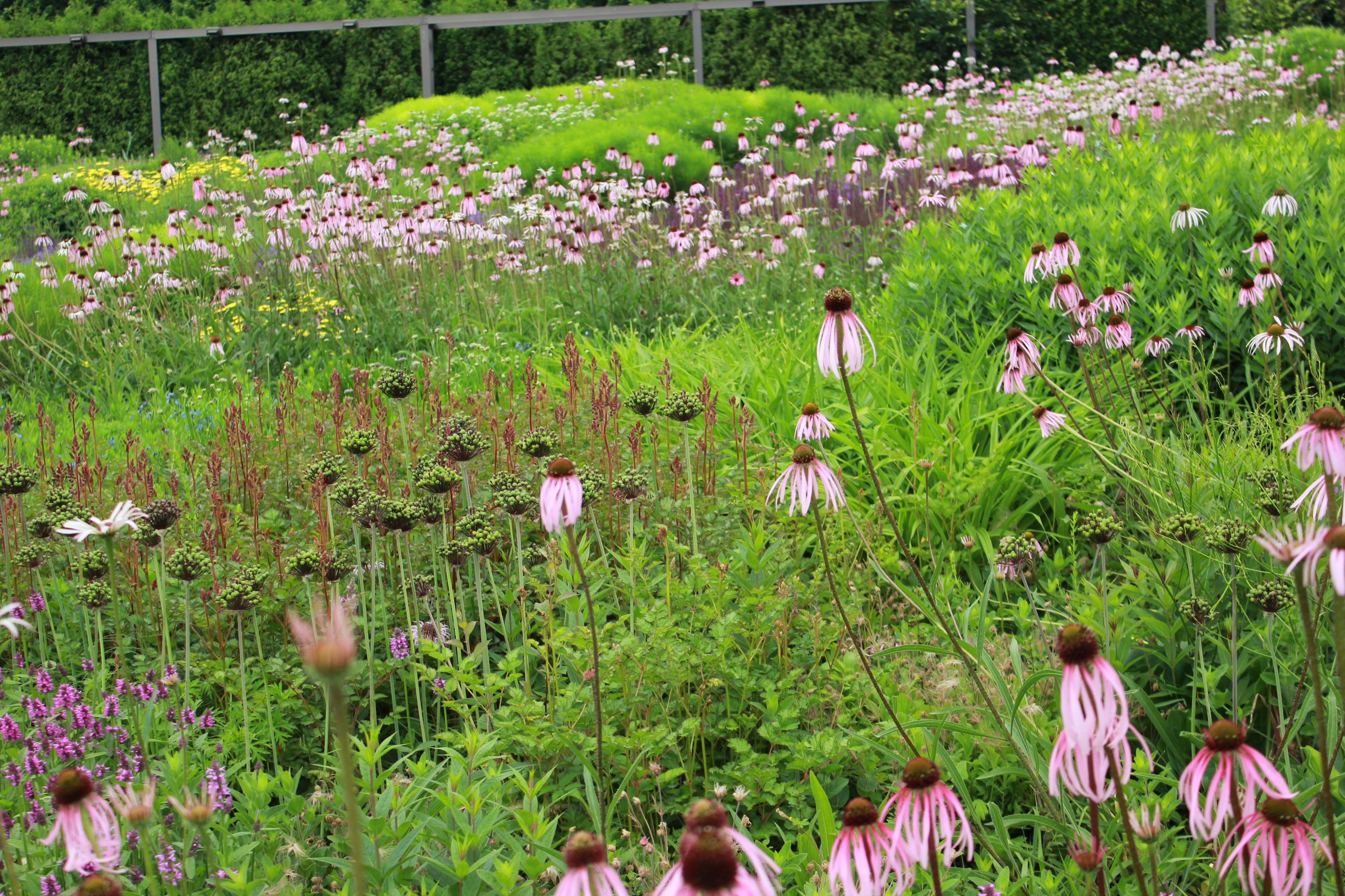Echinacea pallida grows well in full sun and part sun.