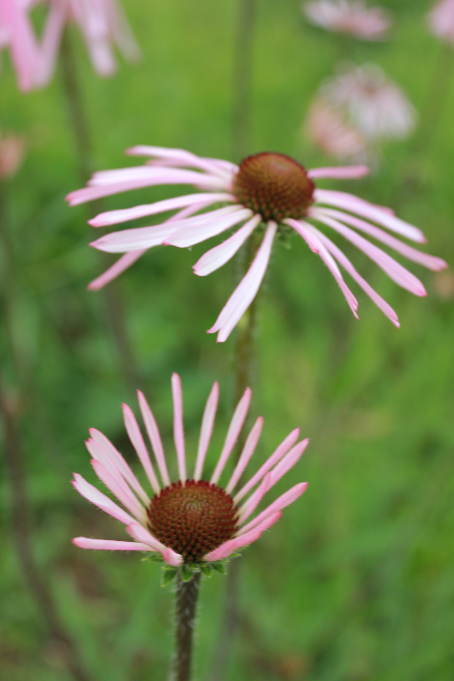 Echinacea pallida has petals that are thin and narrow