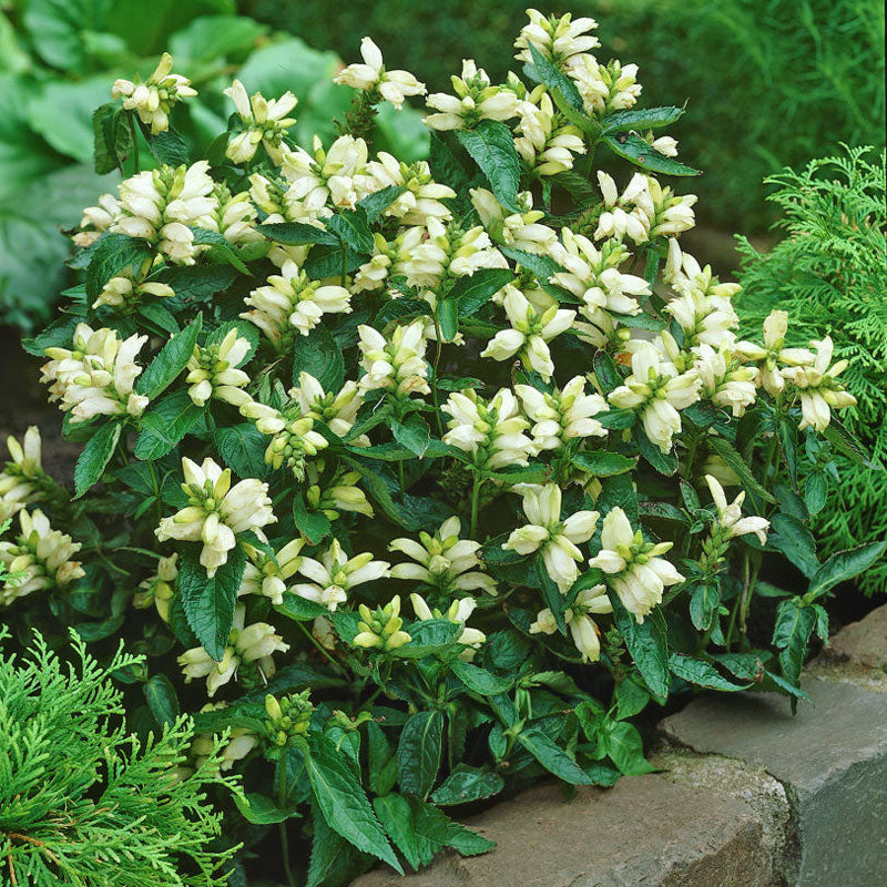 Chelone glabra has tall spikes of white and pink hued flowers and attracts pollinators.