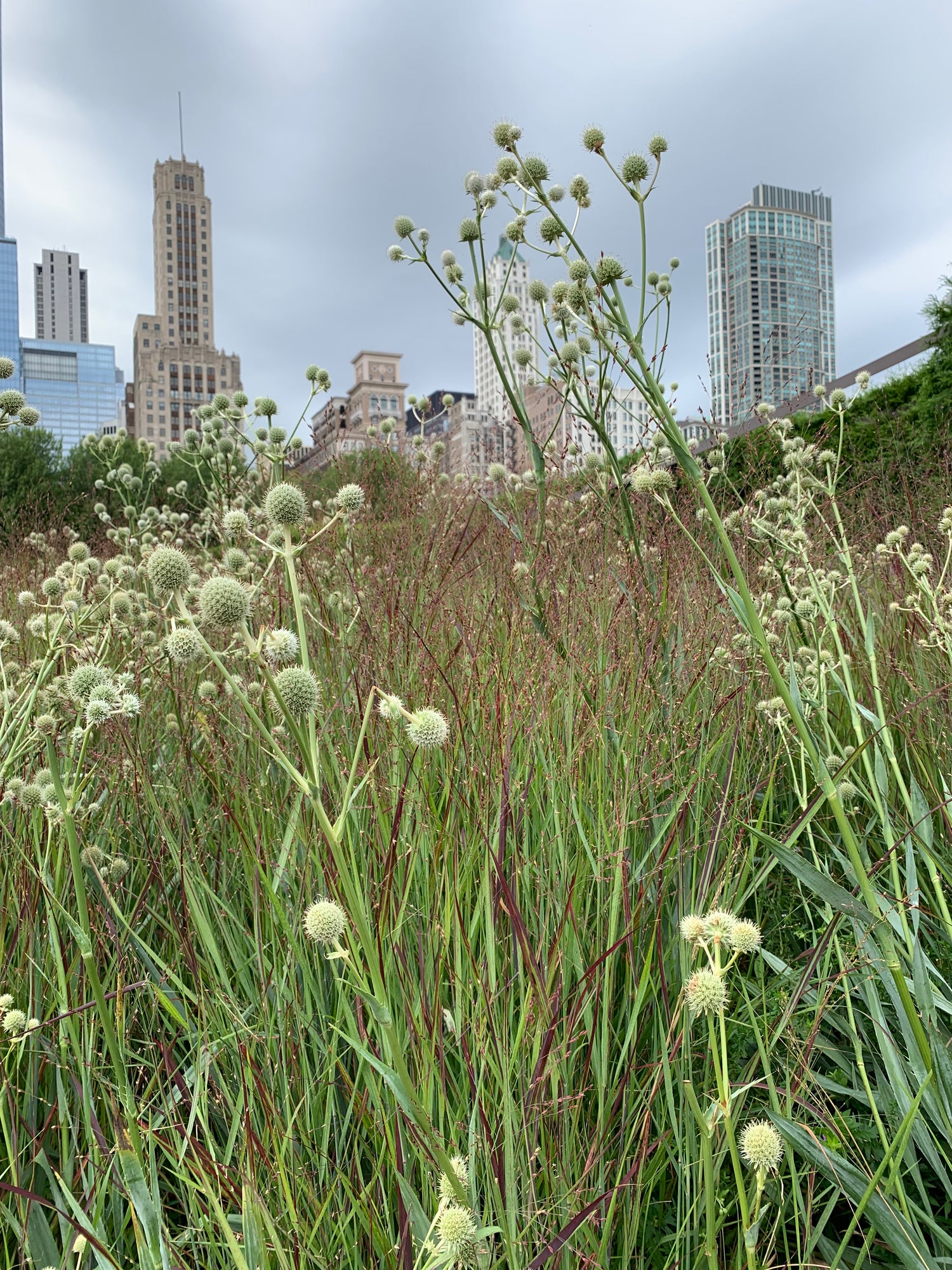 Rattlesnake Master (Eryngium yuccifolium) grows up to 4 feet tall