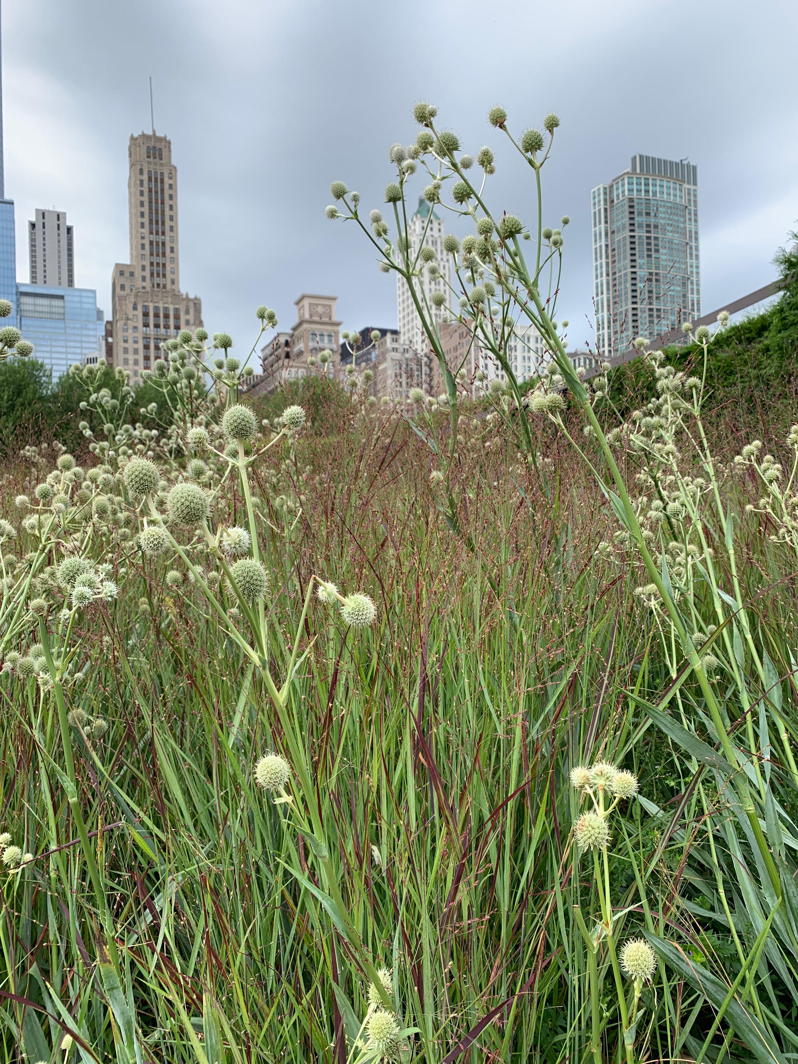 Rattlesnake Master (Eryngium yuccifolium) grows up to 4 feet tall