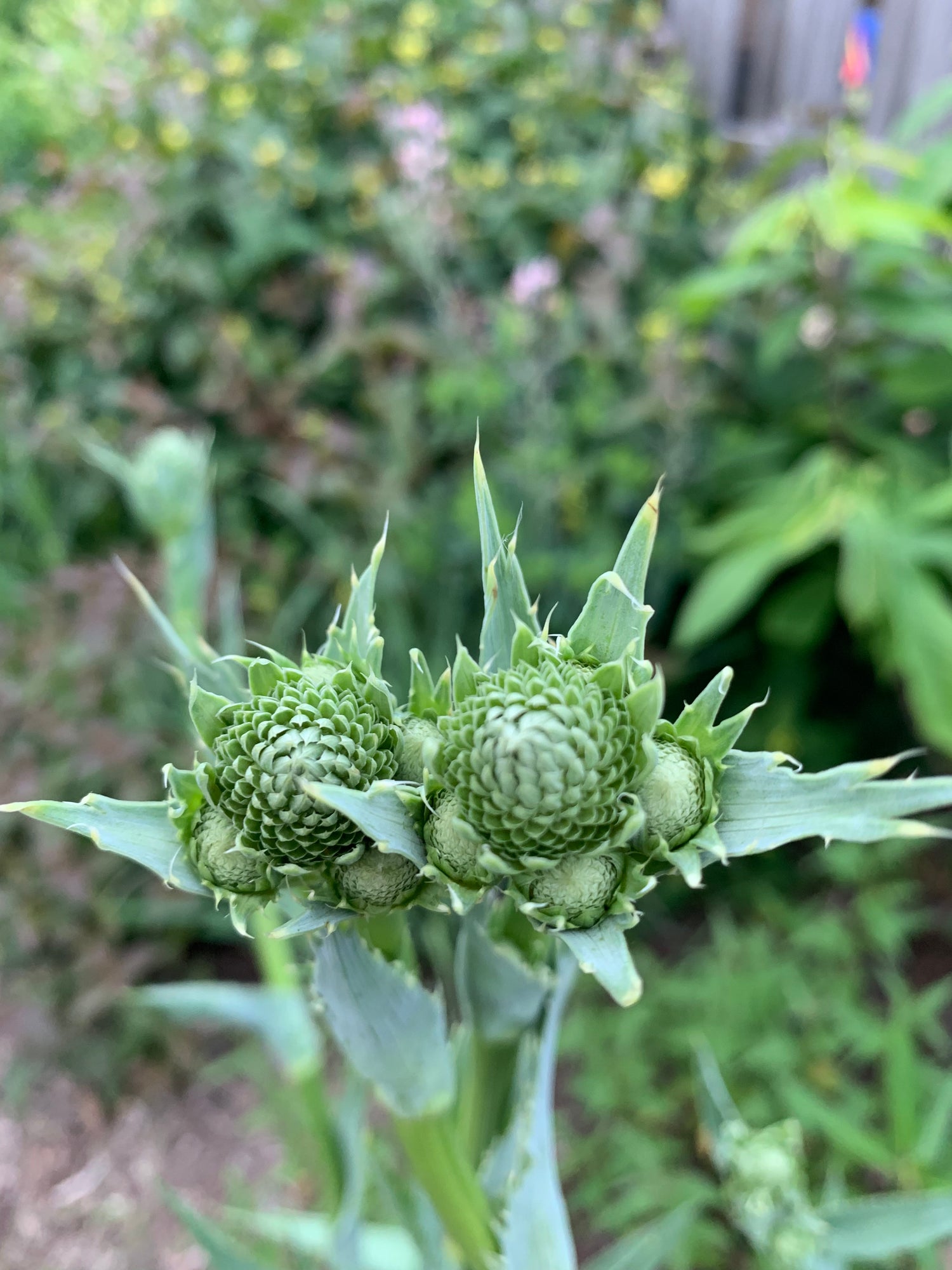 Rattlesnake Master (Eryngium yuccifolium) flowers aren&