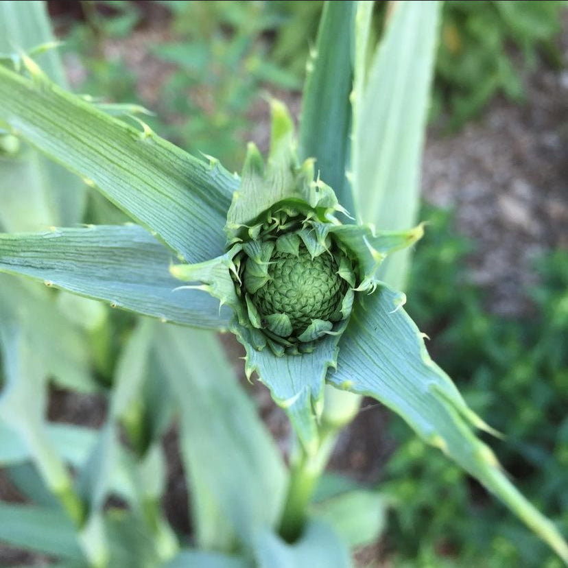 Rattlesnake Master (Eryngium yuccifolium) blooms in the summer