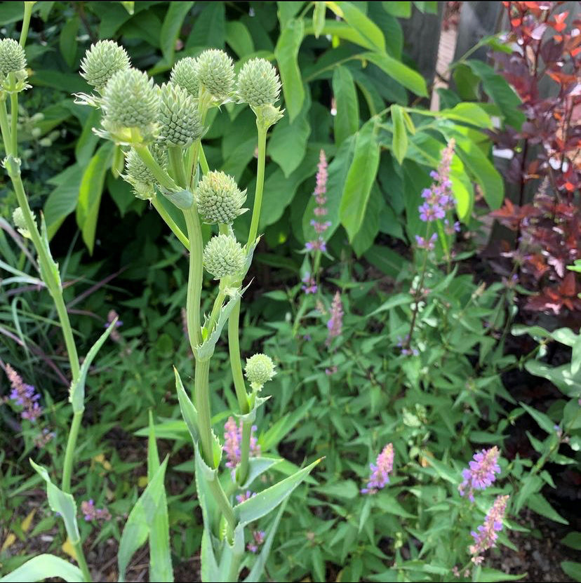 Rattlesnake Master (Eryngium yuccifolium) has globular clusters of flowers!