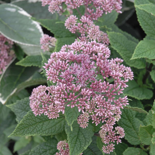 The misty pink blooms of dwarf Joe Pye weed, Little Joe