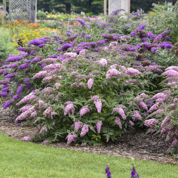 Pink Cascade II Butterfly Bush planted with other butterfly bushes in a butterfly garden. 