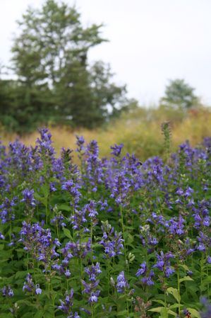 Great Blue Lobelia growing in wet meadows in late summer.