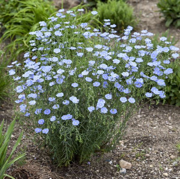 Linum Lewisii plant in a native garden.