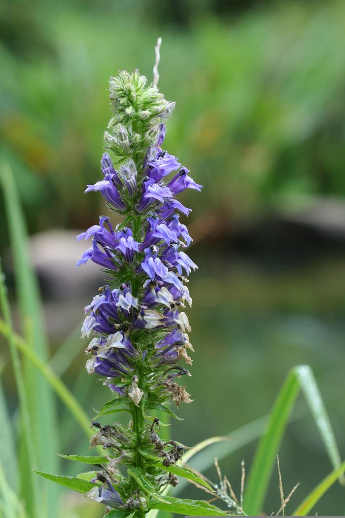 Great Blue Lobelia flower spike covered i deep blue flowers in late summer.