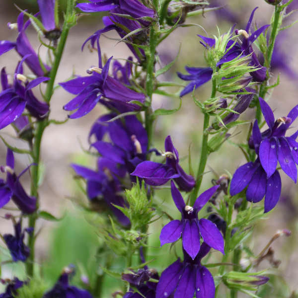 Lobelia &