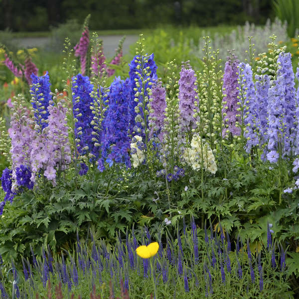 New Millennium Dwarf Delphinium with spikes of blooms in mixed shades of purples, blues and creams in a pollinator garden.