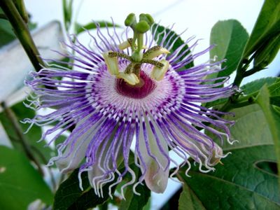 Native maypop in bloom