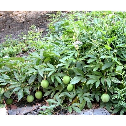 a specimen of North American native passionflower