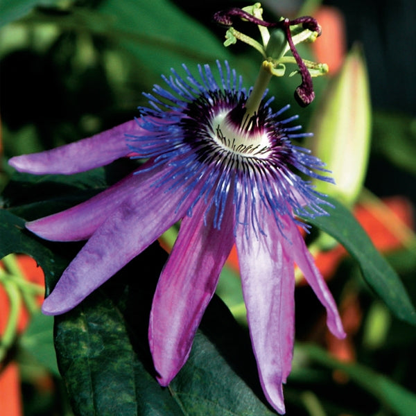 lavender passion flower Lavender Lady Passion Flower