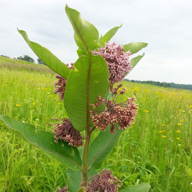 Prairie Milkweed (Asclepias sullivantii) has large, smooth, succulent leaves.