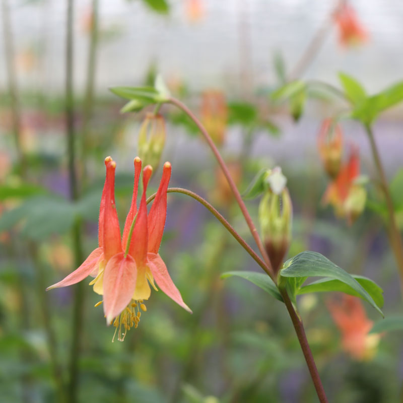 Red Columbine flower in early spring.