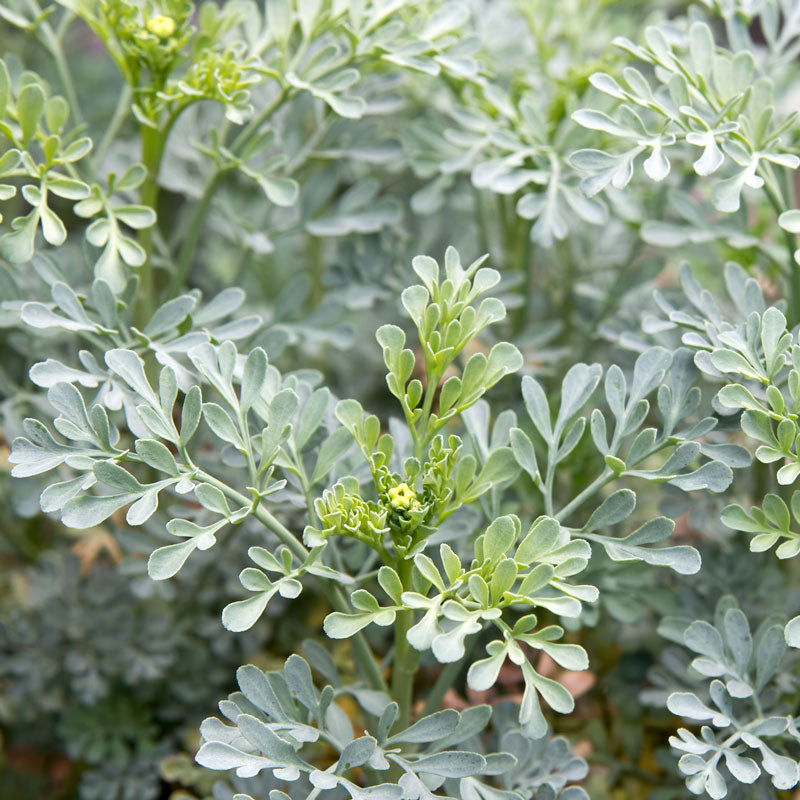 Ruta graveolens Rue serves as a host plant for many butterfly species which eat its leaves