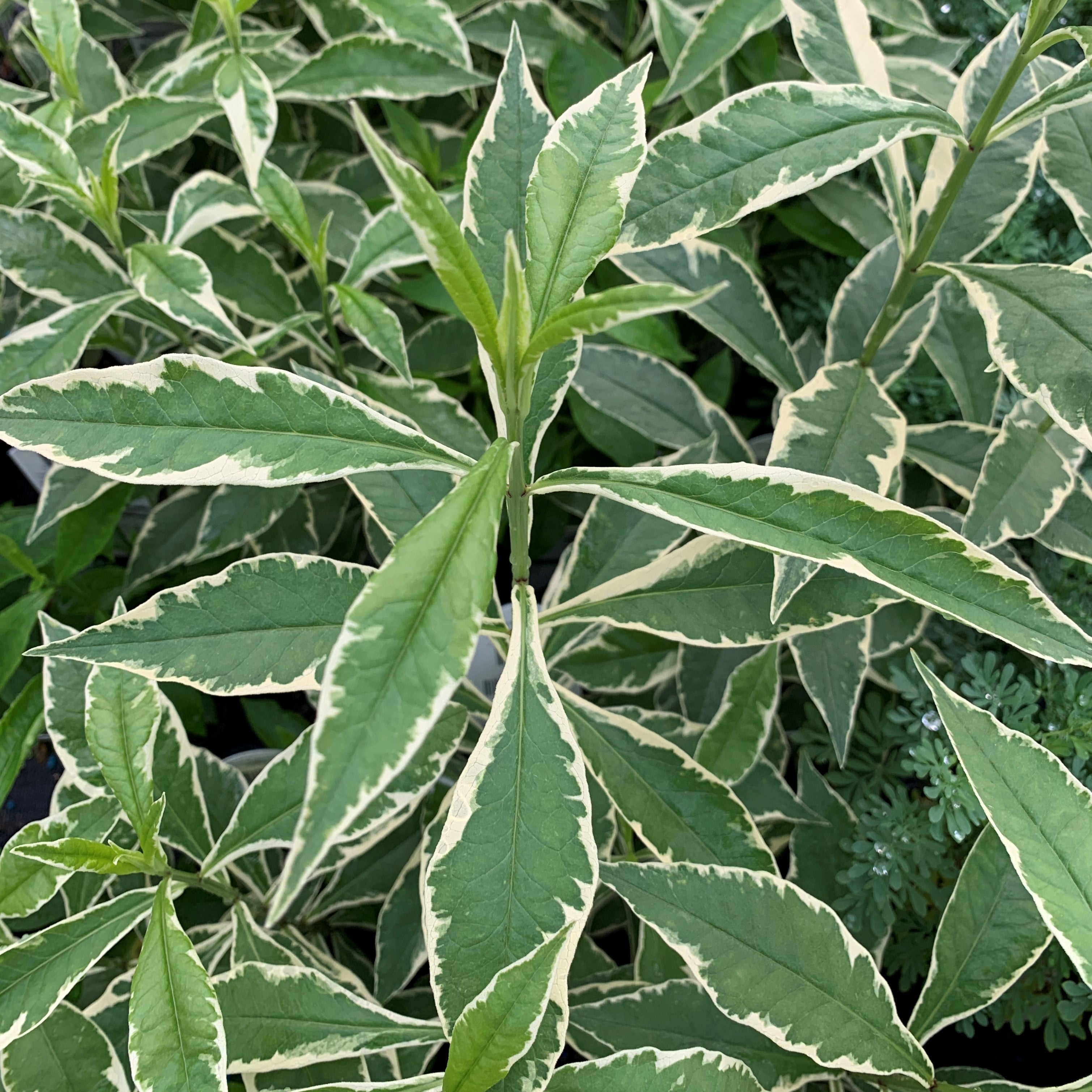 Nora Lee phlox has variegated foliage that keeps it interesting all season.