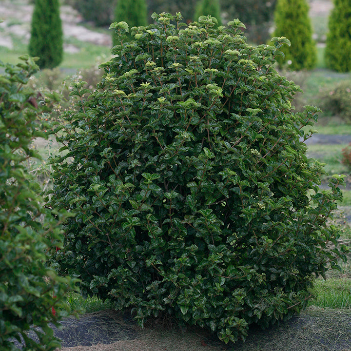 A single plant of All That Glows viburnum in a landscape
