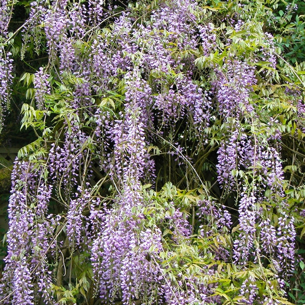 Aunt Dee Wisteria with stunning chains of lilac purple flowers cascading from the stems in spring.
