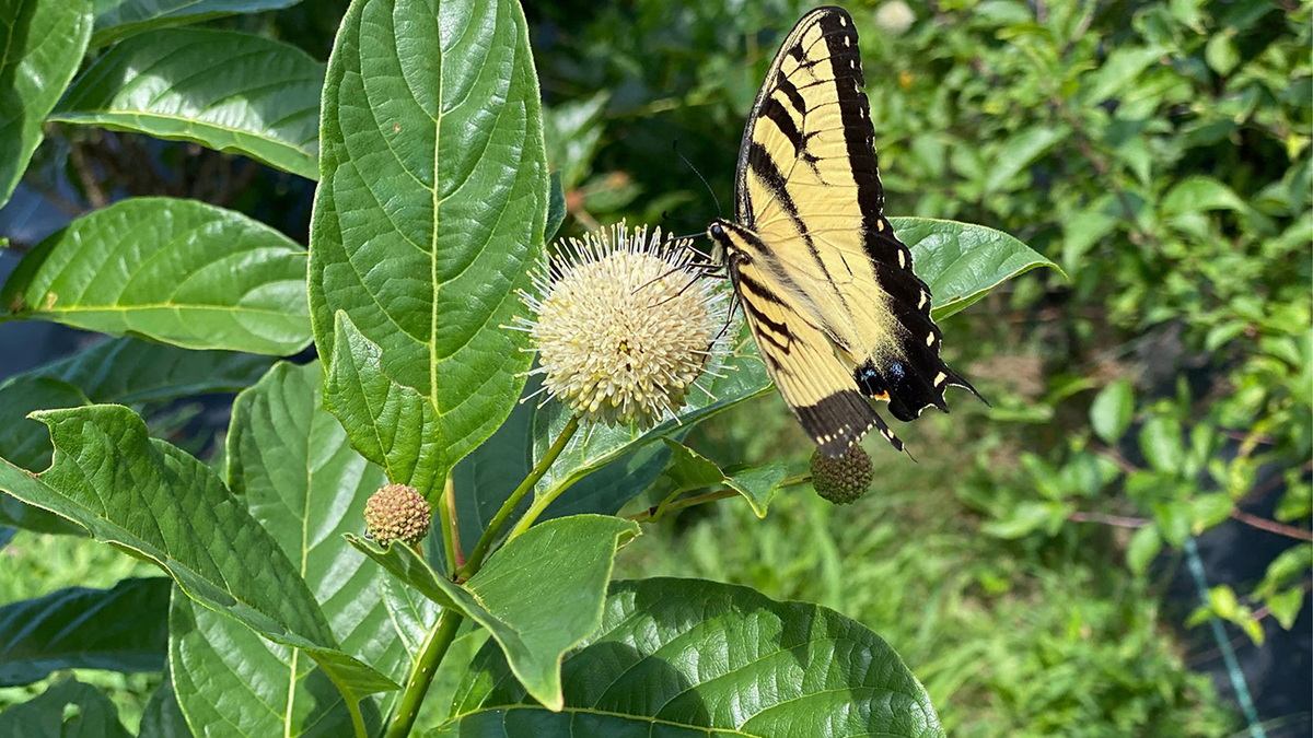 5 Reasons Why You Should Include Native Plants In Your Garden