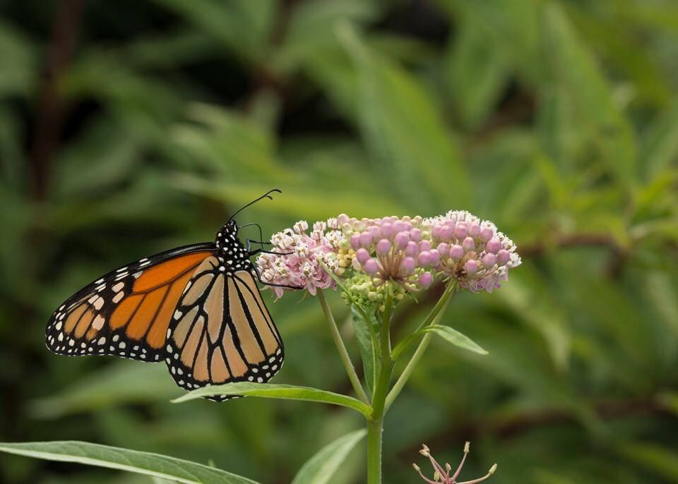 Why Pollinators Love Milkweed (& Why You Should Too)