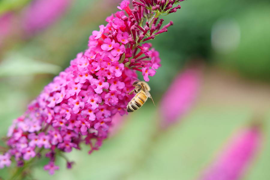 Bee on a pink butterfly bush