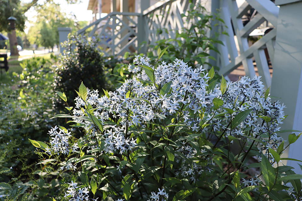 12 Early Blooming Pollinator Plants for Spring