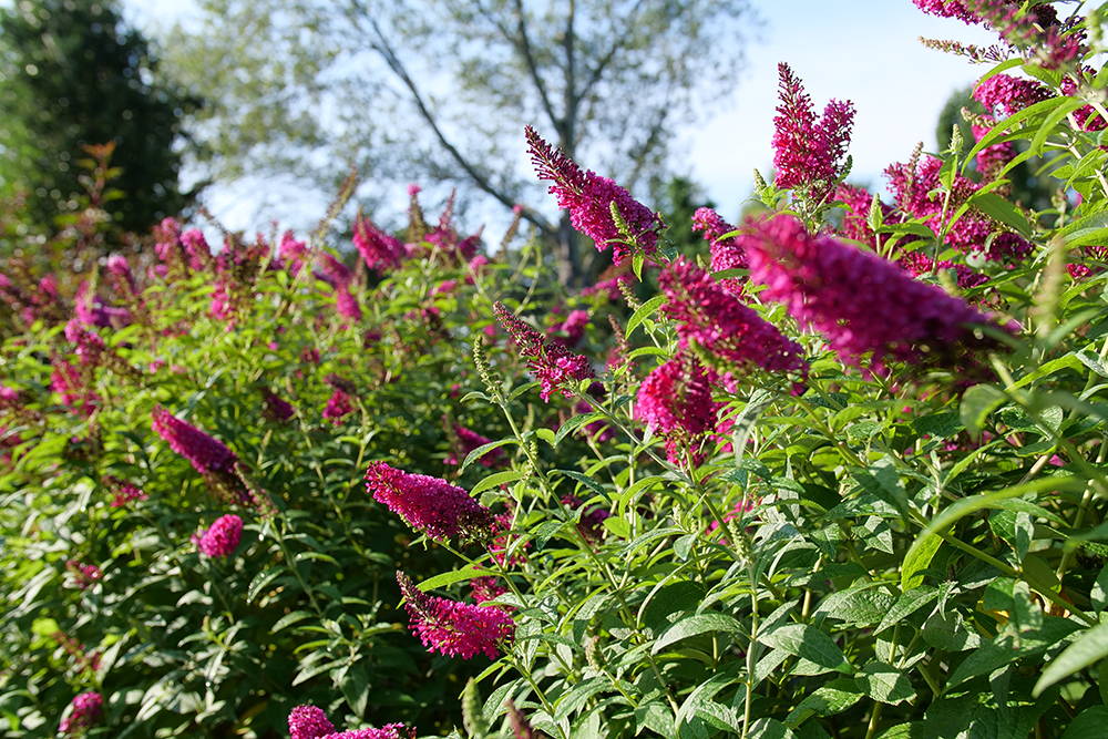 Pink butterfly bush flowers in a sunny garden hedge