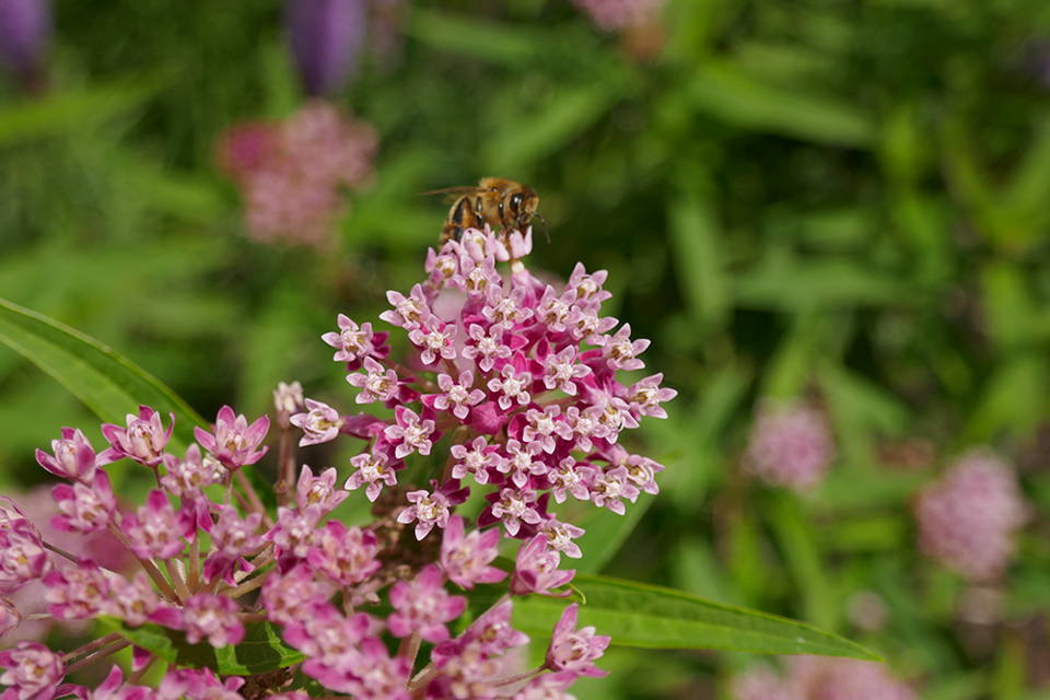 Bee feeding on pink milkweed flower clusters
