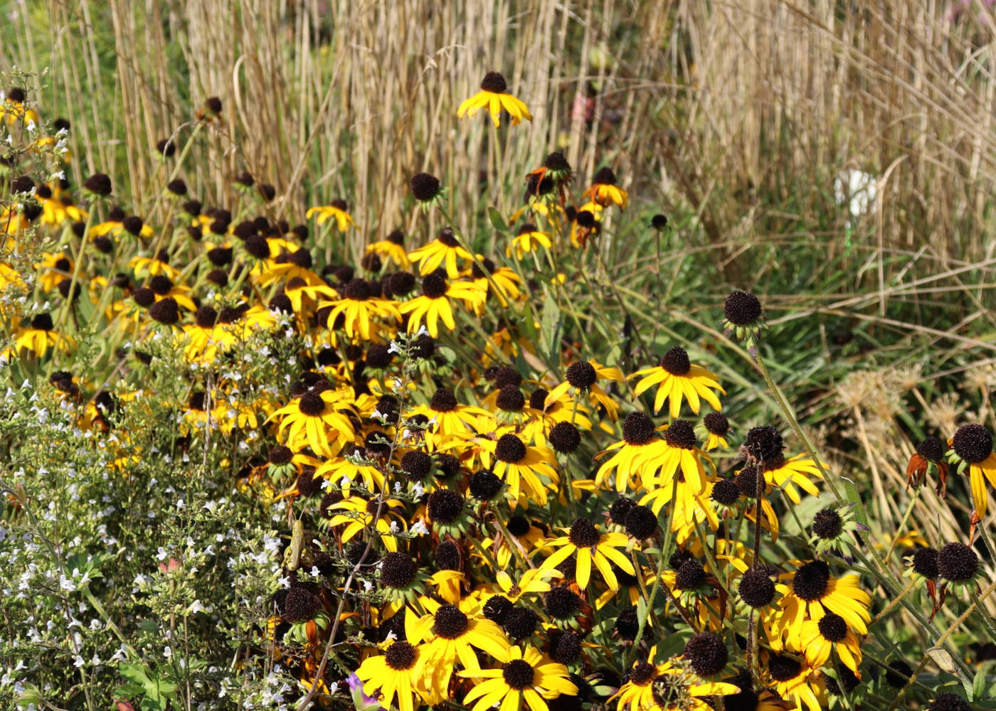 6 Tips For Protecting Pollinators In The Fall & Winter