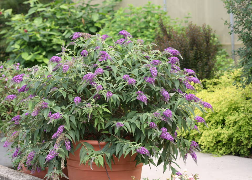Purple butterfly bush flowers looking fabulous cascading out of a terracotta pot