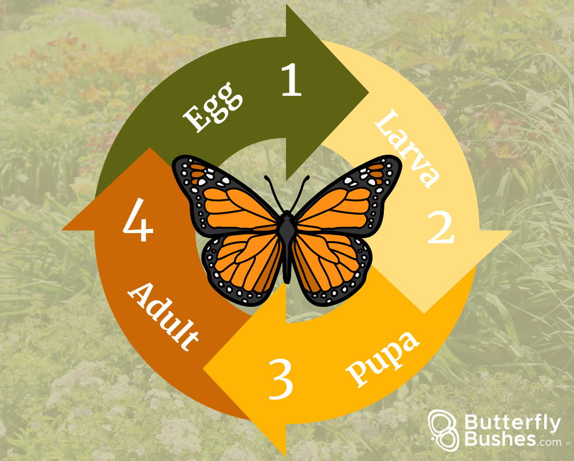 The Butterfly Lifecycle In Your Garden: Explained