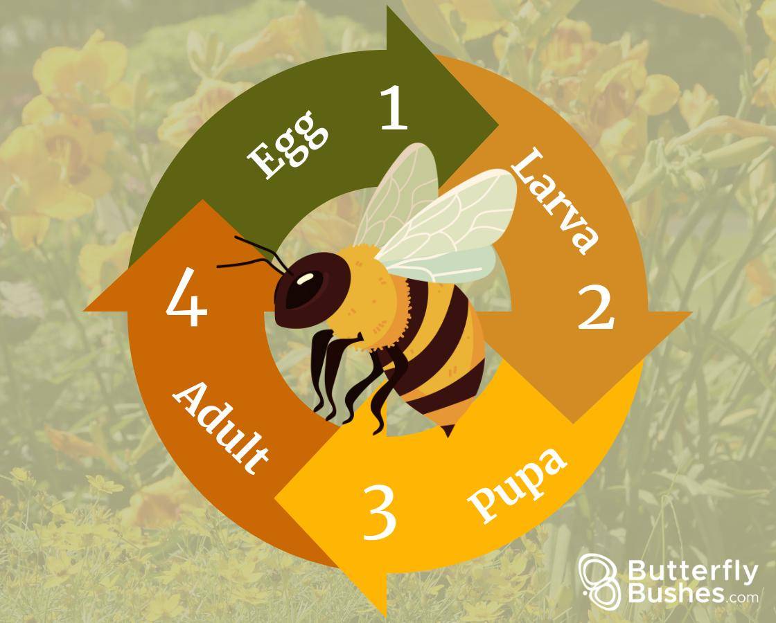 Honeybee lifecycle graphic
