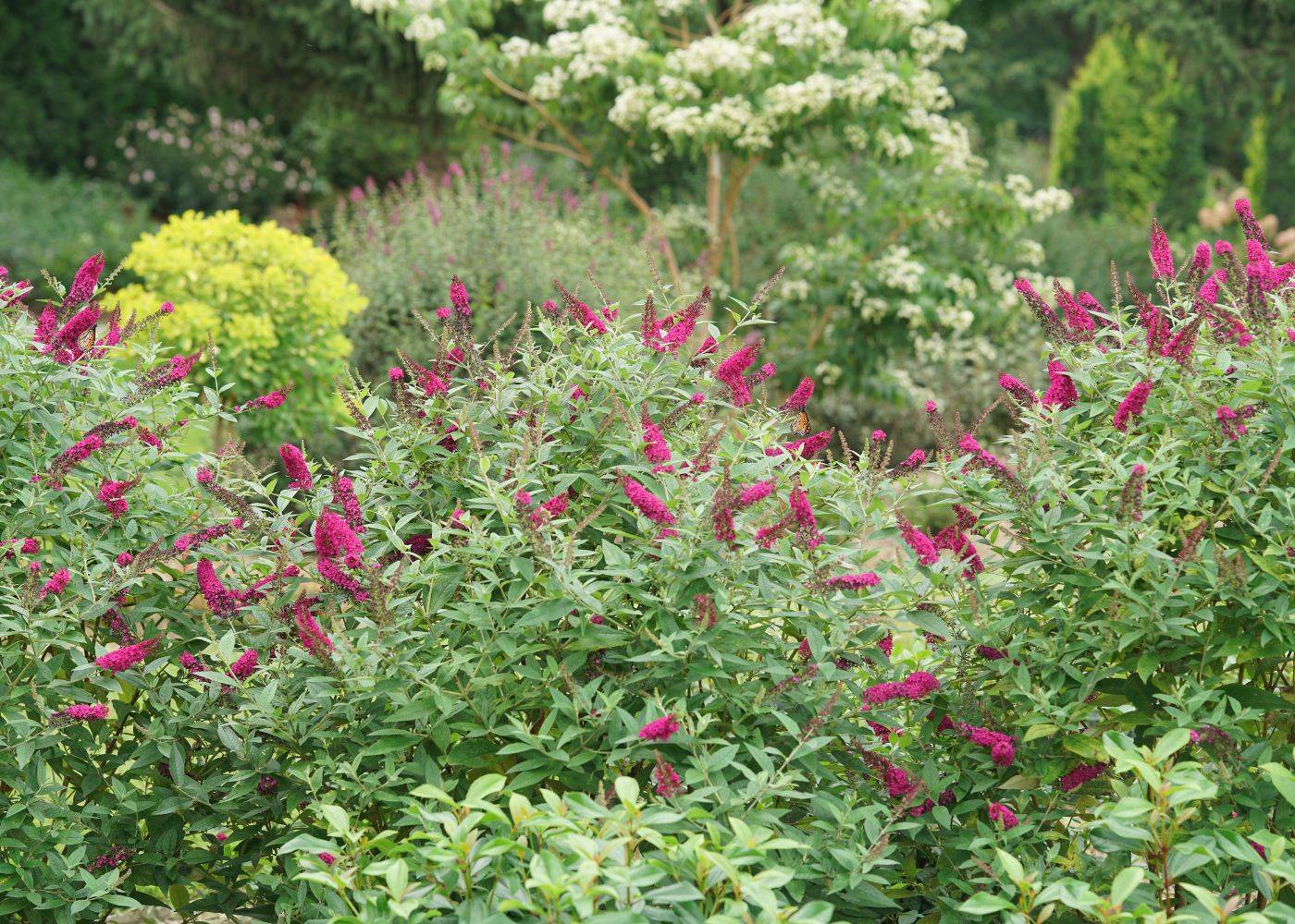 'Miss Molly' butterfly bush with mounds of bright pink flowers in a garden hedge