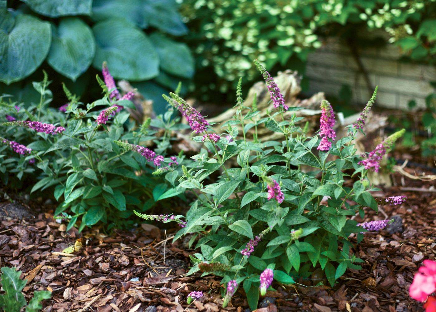 Dwarf Butterfly Bush Varieties For Small Gardens