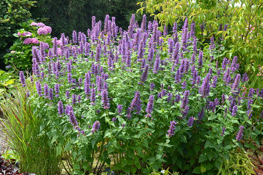 Purple hummingbird mint flowers in a sunny garden