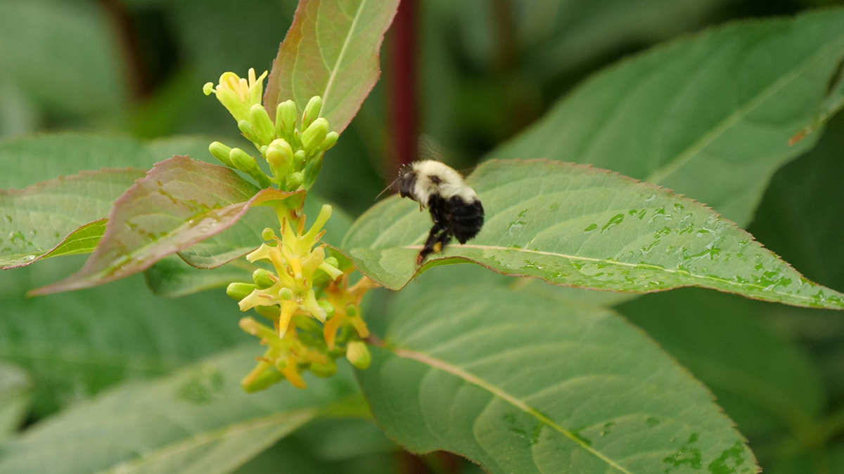 7 Shade-Tolerant Pollinator Plants For Your Garden