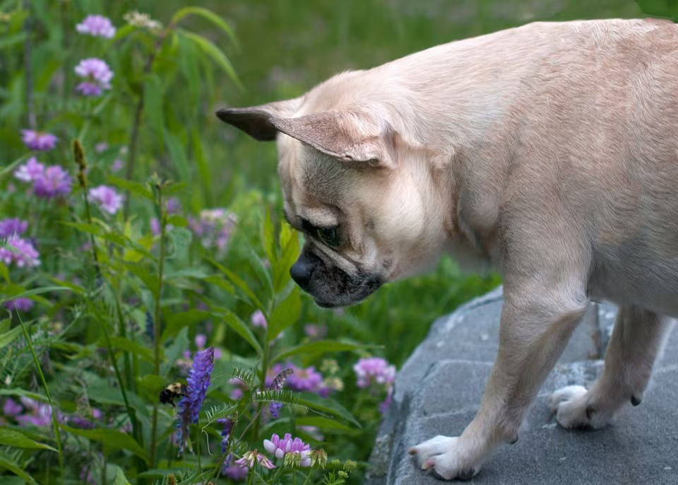 Pug sniffing pollinator plant with bee buzzing around